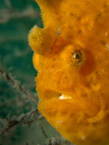 Yellow frogi , taken at the Jettys with canon G12 by Beate Seiler 
